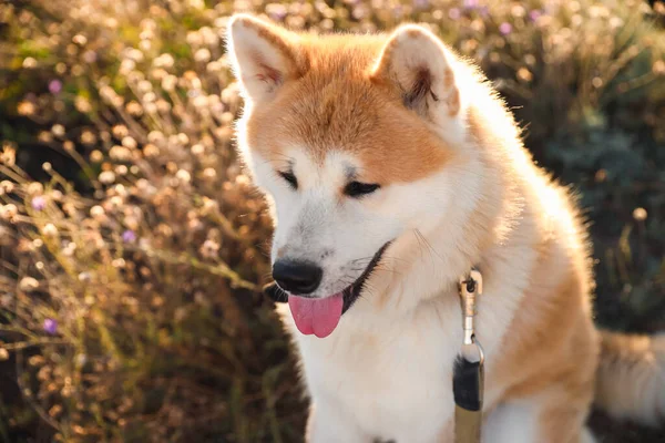 Cute Pies Akita Inu Zewnątrz Zbliżenie — Zdjęcie stockowe