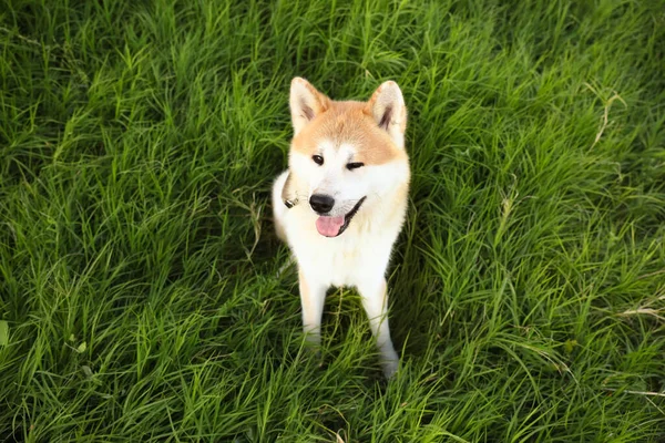 Cute Pies Akita Inu Siedzi Zielonej Trawie — Zdjęcie stockowe