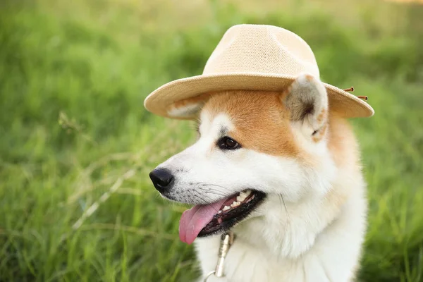 Şapkalı Şirin Akita Inu Köpeği Yakın Plan — Stok fotoğraf