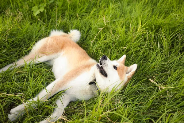 Cute Akita Inu Dog Lying Green Grass — Stock Photo, Image