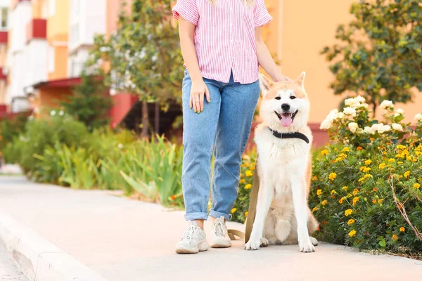 Cute Akita Inu Dog Owner Outdoors — Stock Photo, Image