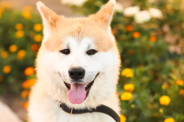 Cute Pies Akita Inu Zewnątrz Zbliżenie — Zdjęcie stockowe