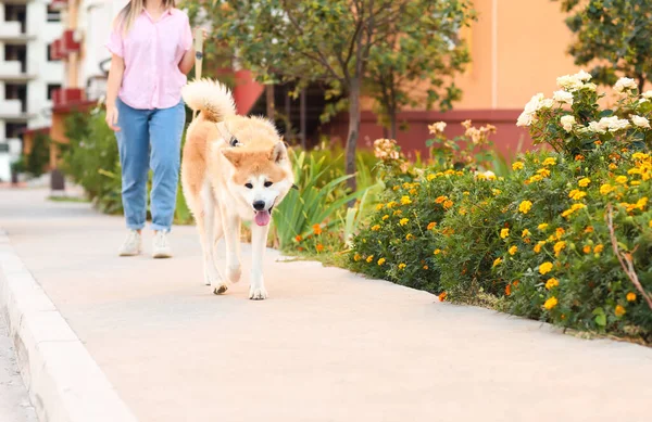 Cute Akita Inu Dog Owner Walking Outdoors — Stock Photo, Image