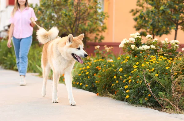 Cute Akita Inu Dog Owner Walking Outdoors — Stock Photo, Image