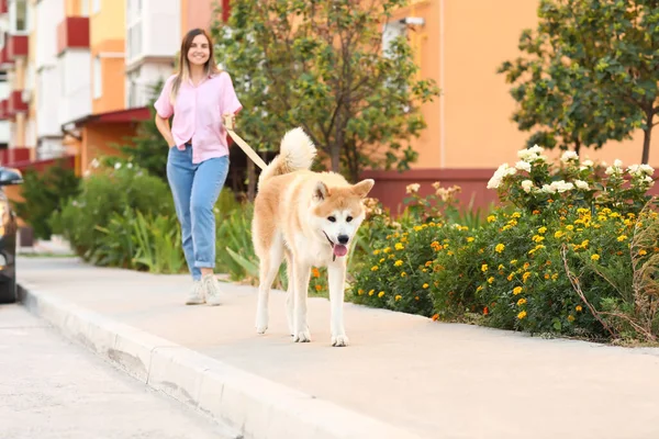 Cute Akita Inu Dog Owner Walking Outdoors — Stock Photo, Image