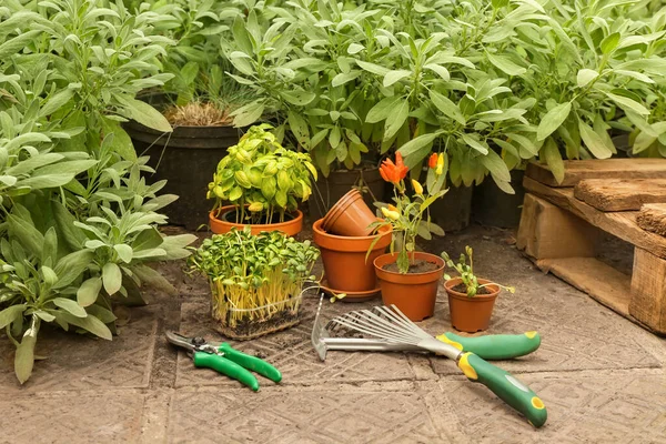 Macetas Con Plántulas Herramientas Jardinería Invernadero — Foto de Stock