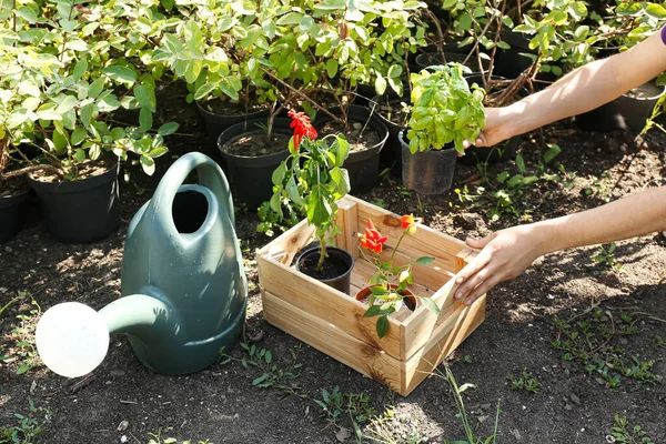 Jardinero Femenino Poniendo Maceta Con Planta Joven Caja Madera Invernadero — Foto de Stock