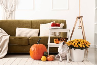 Güzel kasımpatı çiçekleri ve odada sevimli bir köpeği olan rahat bir kanepe.