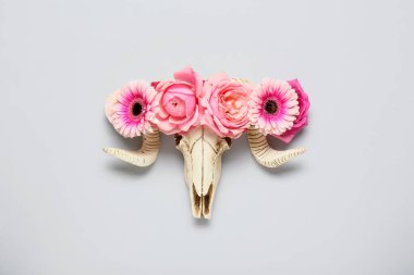 Gri arka planda çiçekli koyunların kafatası