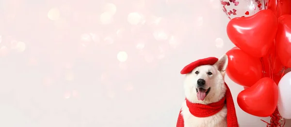 Witte Hond Met Baret Sjaal Ballonnen Lichte Achtergrond Met Ruimte — Stockfoto