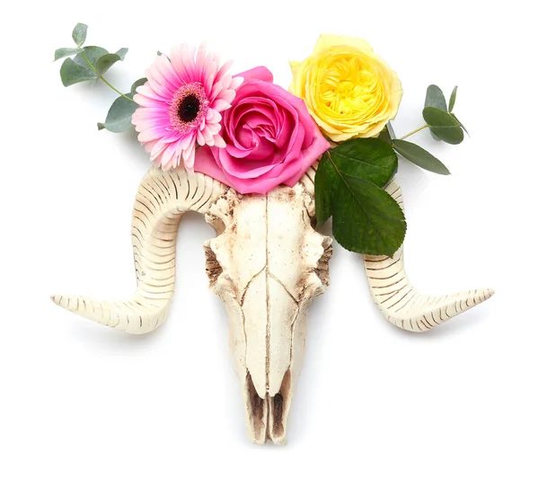 Crânio Ovelhas Com Flores Fundo Branco — Fotografia de Stock