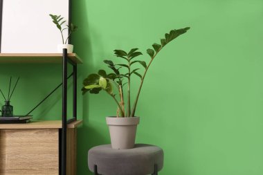 Yeşil duvarın yanındaki pouf 'ta bir ev bitkisi.