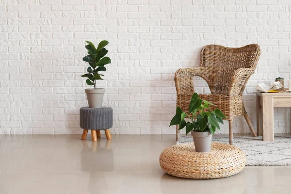 Wicker Armchair Houseplants Modern Stylish Interior Living Room — Stock Photo, Image