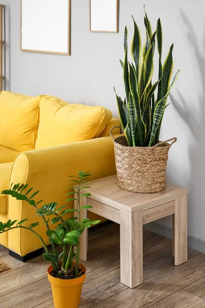 Meja Kayu Dengan Tanaman Rumah Dan Sofa Kuning Dekat Dinding — Stok Foto