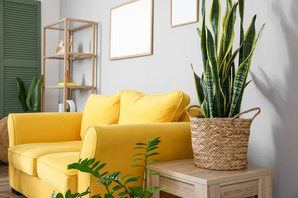 木质桌子 有室内植物和靠近轻墙的黄色沙发 — 图库照片