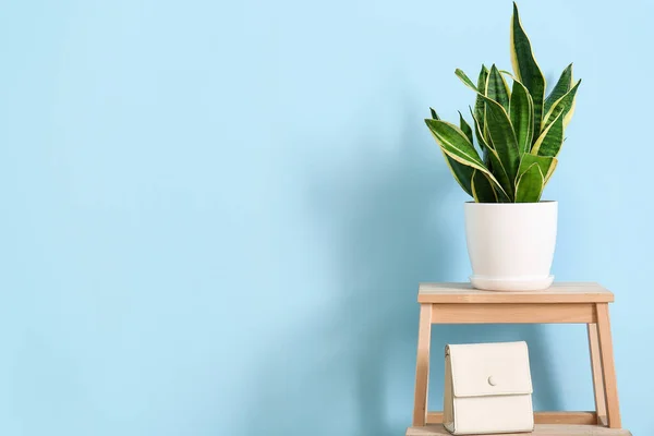 Step Stool Houseplant Bag Blue Wall — Stock Photo, Image