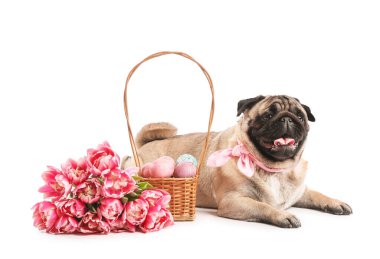 Sepetinde Paskalya yumurtaları ve beyaz arka planda lale çiçekleri olan komik bir köpek.