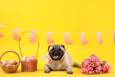 Paskalya yumurtaları ve renkli lale çiçekleriyle komik pug köpeği.