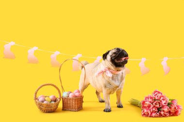 Paskalya yumurtaları ve renkli lale çiçekleriyle komik pug köpeği.