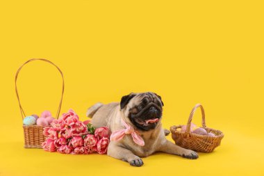 Paskalya yumurtaları ve renkli lale çiçekleriyle komik pug köpeği.