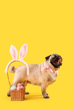 Tavşan kulaklı komik köpek ve renkli arka planda Paskalya yumurtaları.