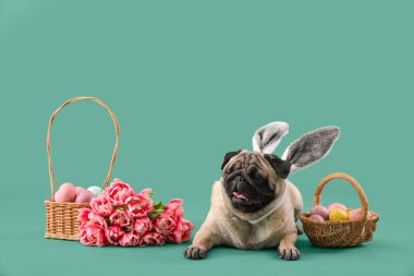 Tavşan kulaklı komik pug köpeği sepetli Paskalya yumurtası ve renkli arka planda lale çiçekleri.