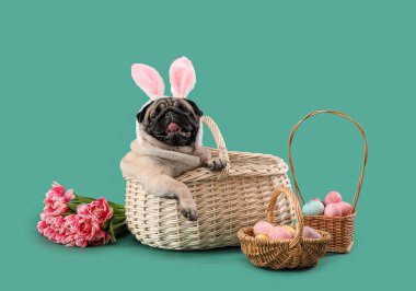 Tavşan kulaklı komik pug dog ve renkli arka planda sepette oturan Paskalya yumurtası.