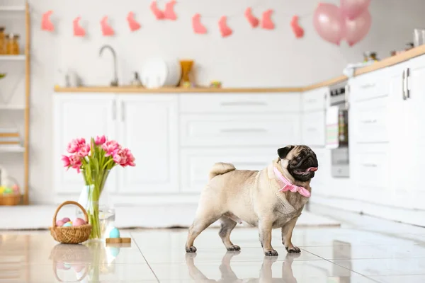 Funny Pug Dog Kitchen Easter Eve — Stock Photo, Image