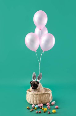 Tavşan kulaklı komik pug dog ve renkli arka planda sepette oturan Paskalya yumurtası.