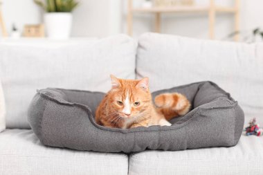 Sevimli kırmızı kedi evcil hayvan yatağında yatıyor.