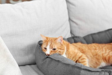 Sevimli kırmızı kedi kanepede uzanıyor, yakın plan.