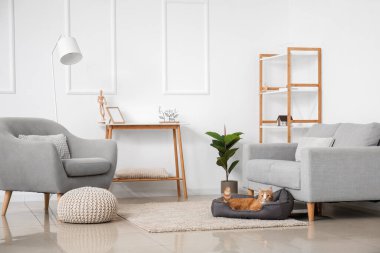 Evcil hayvan yatağında yatan sevimli kırmızı kediyle aydınlık oturma odasının içinde.