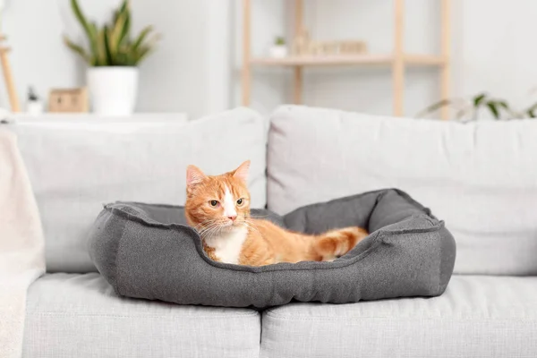 Niedliche Rote Katze Liegt Tierbett Auf Dem Sofa — Stockfoto