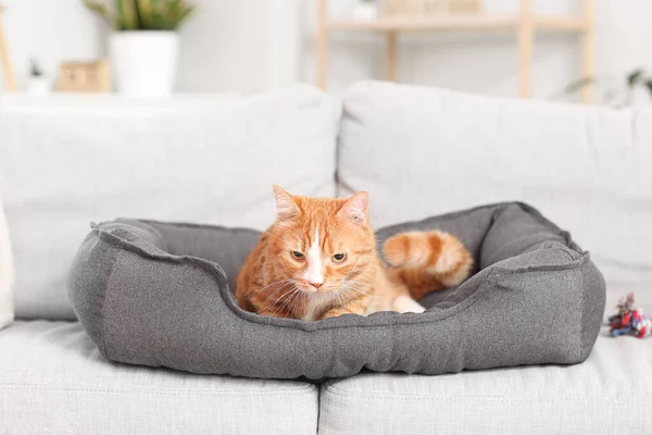 Sevimli kırmızı kedi evcil hayvan yatağında yatıyor.