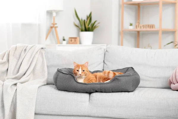 Cute Red Cat Lying Pet Bed Sofa — Stock Photo, Image