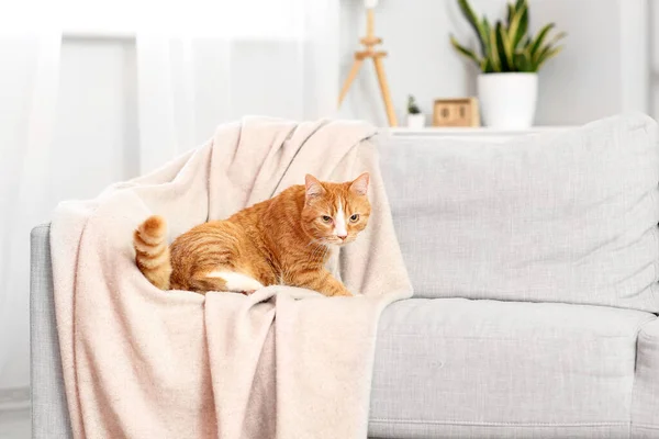 Oturma Odasındaki Kanepede Ekoseli Sevimli Kırmızı Kedi — Stok fotoğraf