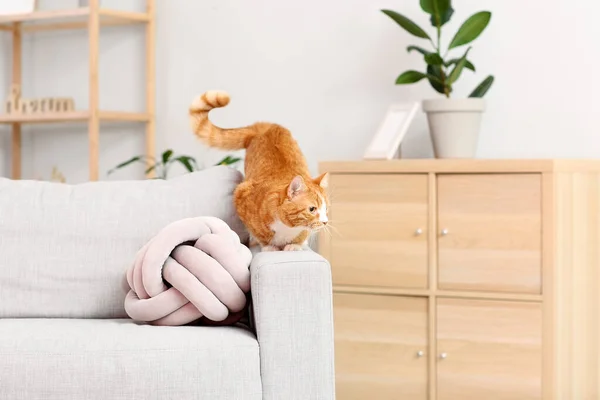 Oturma Odasındaki Kanepede Oturan Tatlı Kırmızı Kedi — Stok fotoğraf