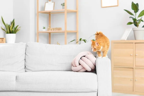 Cute Red Cat Sofa Living Room — Stock Photo, Image