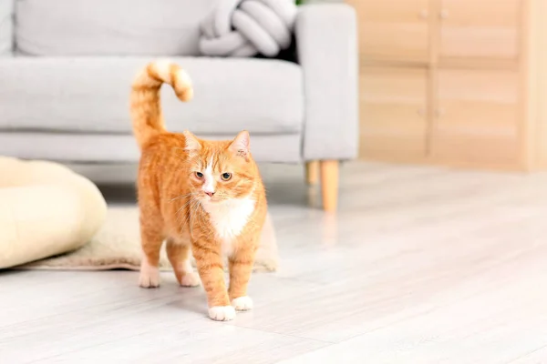 Niedliche Rote Katze Auf Dem Boden Wohnzimmer — Stockfoto