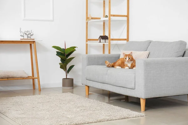 Cute Red Cat Lying Grey Sofa Living Room — Stock Photo, Image