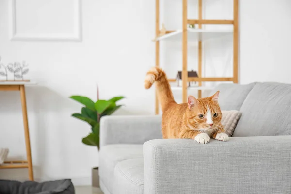 Niedliche Rote Katze Auf Grauem Sofa Wohnzimmer — Stockfoto