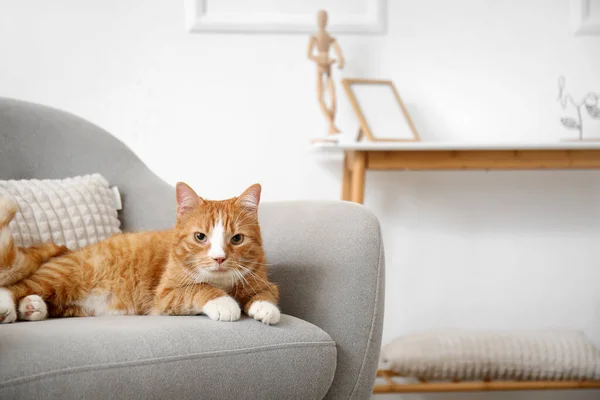 Милая Красная Кошка Лежит Сером Кресле Дома — стоковое фото