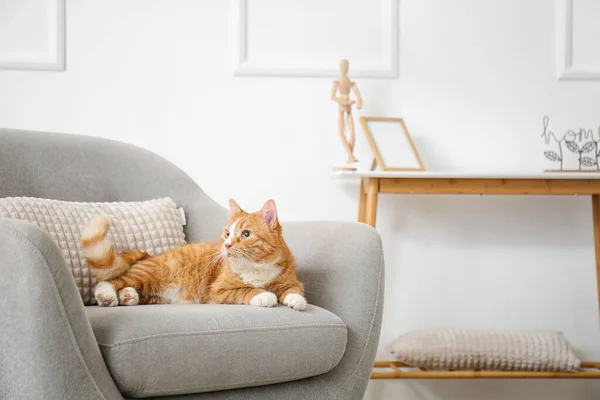 Cute Red Cat Lying Grey Armchair Home — Stock Photo, Image