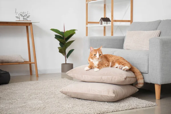 かわいい赤い猫はリビングで枕に横たわっている — ストック写真