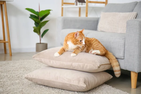 Kucing Merah Lucu Berbaring Bantal Ruang Tamu — Stok Foto