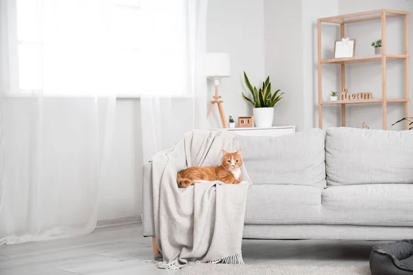 Cute Red Cat Lying Sofa Living Room — Stock Photo, Image