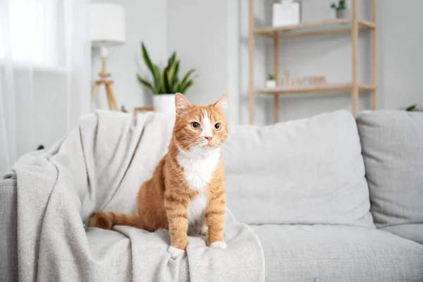Niedliche Rote Katze Auf Grauem Sofa Wohnzimmer — Stockfoto