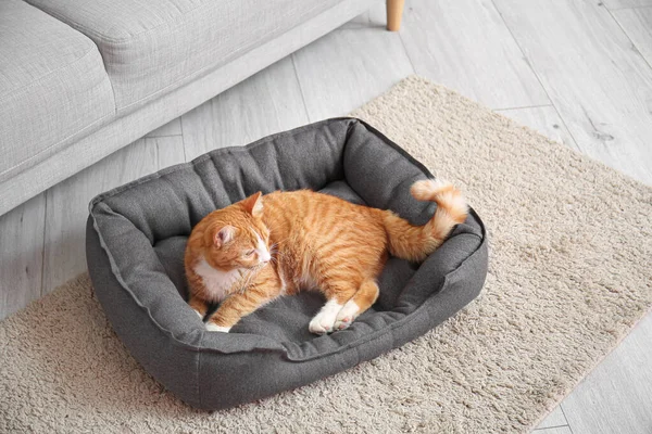 Carino Gatto Rosso Sdraiato Nel Letto Dell Animale Domestico Casa — Foto Stock