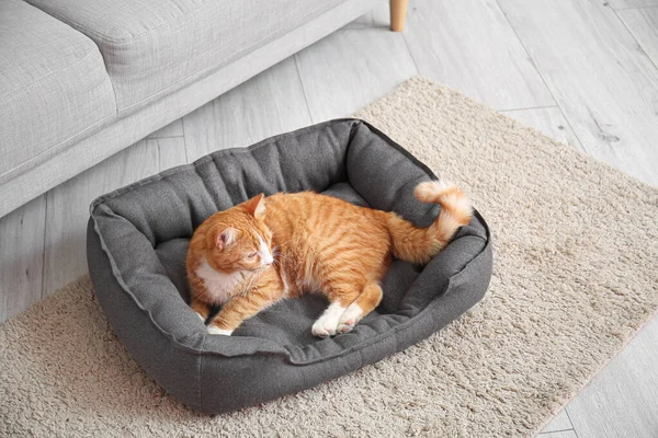 Leuke Rode Kat Liggend Huisdier Bed Thuis — Stockfoto