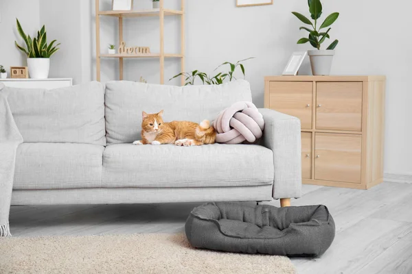 Cute Red Cat Lying Sofa Living Room — Stock Photo, Image